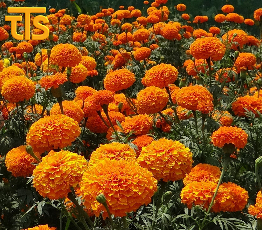 Hướng dẫn trồng hoa vạn thọ