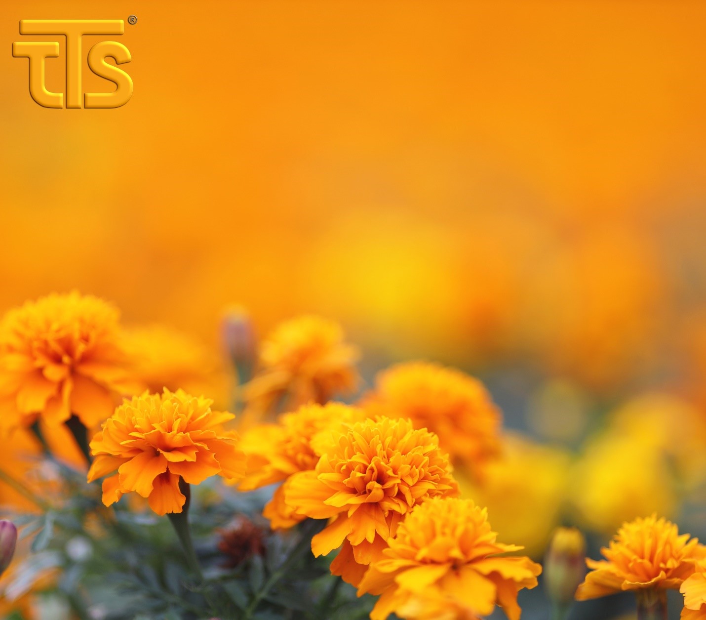 Hướng dẫn trồng hoa vạn thọ