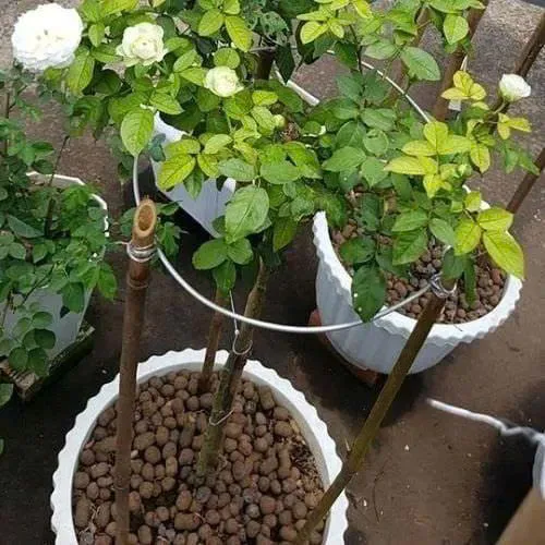 Hạt Đất Nung CLAYBALL - Ảnh 4